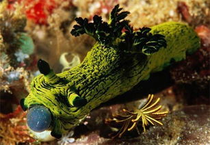 奇異海洋生物盤點(diǎn),感覺是外星生物